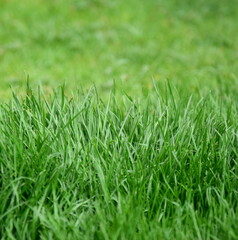 Grüner Rasen im Garten als Hintergrund und Textur
