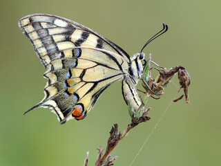 Fototapeta premium Wonderful butterfly Papilio machaon on a summer day basking in the dry grass