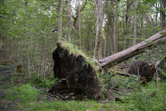 Wind storm in the Nothofagus pumilio forest. Uprooted tree fallen down in the woodland due to wind storms.