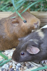 guinea pigs pet animals outside in sunshine  natural lkight