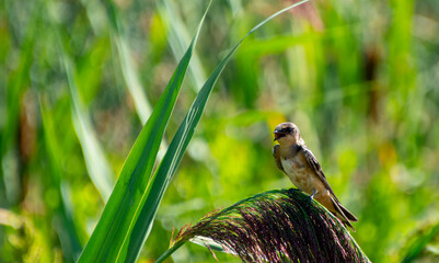 Young barn swallow in reeds and grass at the Bear River Bird Refuge Utah