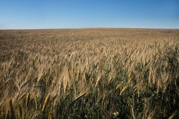 wheat field to the horizon