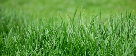 Grüner Rasen im Garten als Hintergrund und Textur
