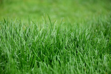 Abstrakter Hintergrund grüner Rasen, Rasenhintergrund, Grashalme