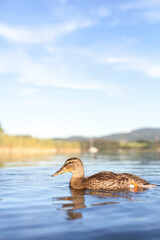 Mallard duck in the natural landscape. Duck swims in the water in front of a beautiful mountain panorama.
Ente schwimmt im Wasser vor wunderschönem Bergpanorama. Stockente in der Naturlandschaft.