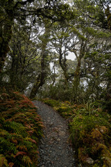 Wanderweg durch komplett Moos und Flechten bewachsenen wilden nebligen Urwald mit Totholz