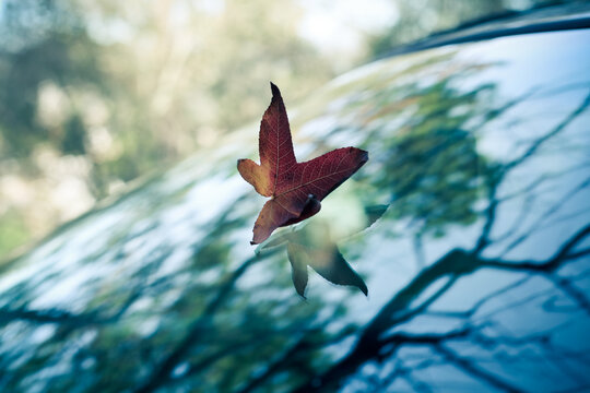 Fall leaf on a windshield with a reflection of the tree above it