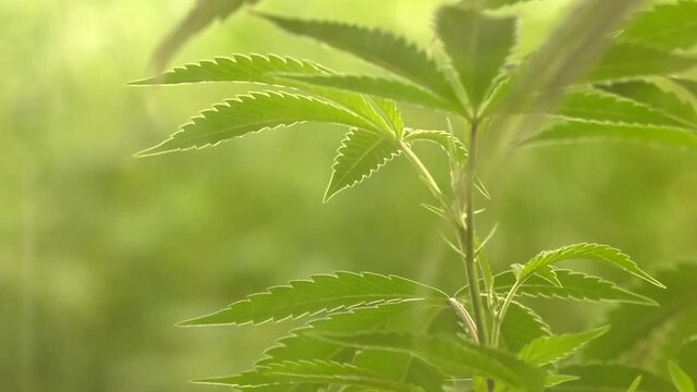 Cannabis
