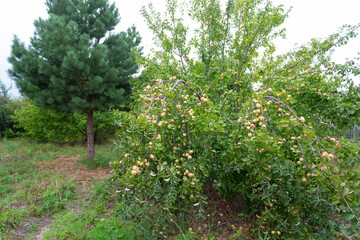 Fototapeta na wymiar An apple tree with ripe apples and a pine tree grow in the countryside on a summer day.