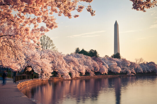 Cherry Blossoms Sunrise
