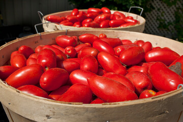 Bushel of Tomatoes