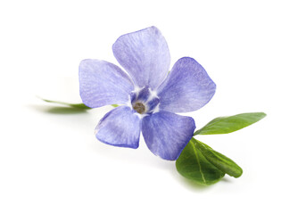 blue wild flower isolated on white background, close-up