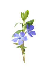 Fototapeta na wymiar small bouquet of blue wild flowers isolated on white background