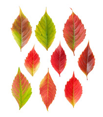 clipart autumn leaves, set of bright colors of autumn leaves