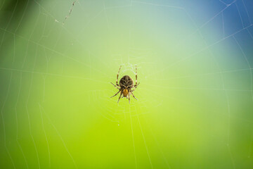 Close up the beautiful spider on the web and spider web on green background