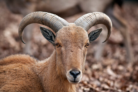 Barbary Sheep Closeup