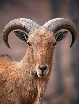 Barbary Sheep Portrait Closeup