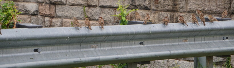 Wrens on a Guardrail