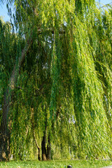 large green crown of weeping willow on a clear sunny summer day