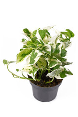 Obraz na płótnie Canvas Exotic 'Epipremnum Aureum N'Joy' pothos houseplant with white and green variegated leaves in flower pot isolated on white background