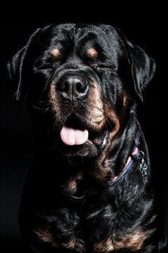 Rottweiler dog squinting with tongue out