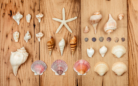 Collection of Sea Shells on Display
