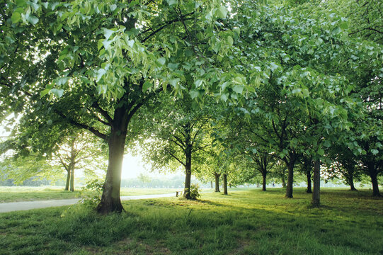 Park in spring