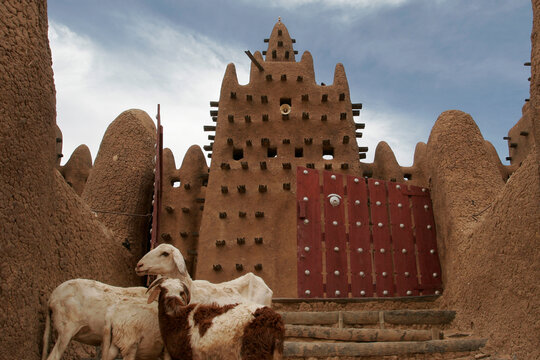 Goats on the staircase of the eastern entrance of Great Mosque o