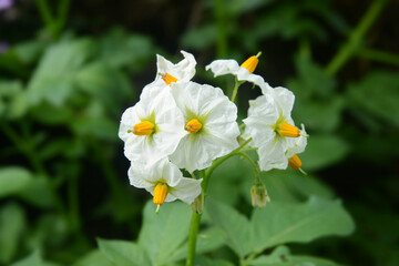 Garten 1102 © K.-U. Häßler