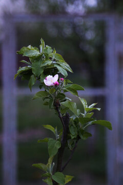 Single apple flower blooming on a young apple tree, with garden door in the background