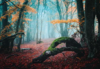  Dreamy autumn forest in blue fog. Colorful landscape with beautiful enchanted trees with orange foliage and red leaves on the branches. Amazing scenery with mystical foggy forest. Fall colors. Nature © den-belitsky