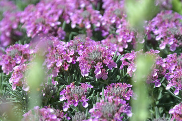 Obraz premium テウクリウム・アロアヌム（Teucrium majoricum）のグランドカバー