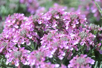 テウクリウム・アロアヌム（Teucrium majoricum）のグランドカバー