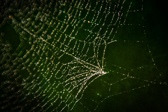 Spiderweb With Water Drops