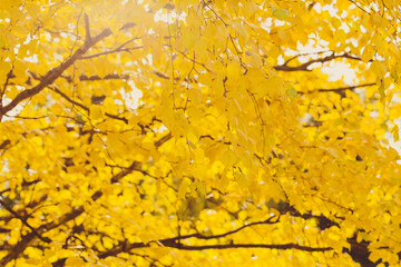 Yellow birch leaves. Natural bright autumn background. Seasonal tree. Vibrant foliage in sunlight.