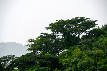 Panoramic view mountains with forest area in Guatemala, green area oxygen source, Central America