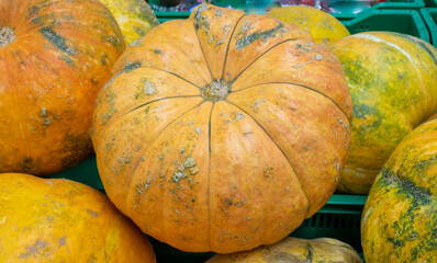 Colorful decorative pumpkin on the open market on the street. Pumpkins for the Halloween party.