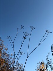 Dry plants against blue sky