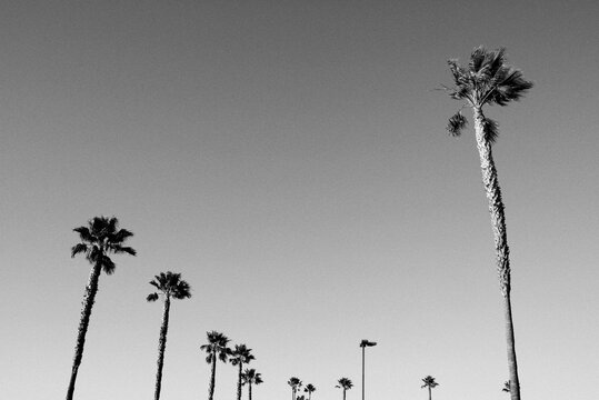Palmtrees lined up in the sun in a black and white image