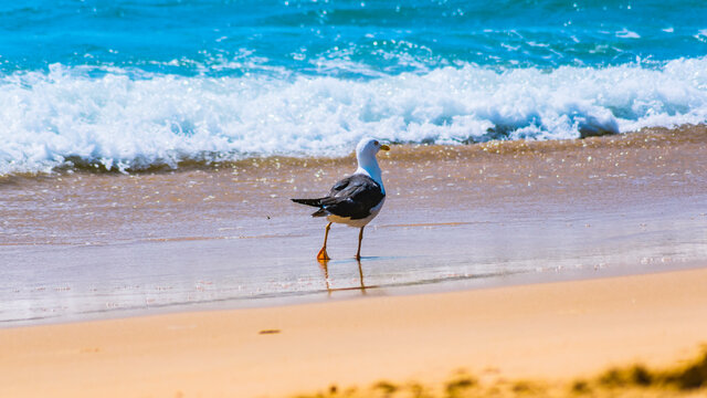 Standing seagull portrait against blue sea shore.