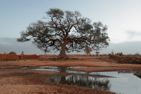 Beautiful tree standing on the bank of a stream