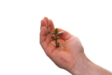 plant shoot in the palm, isolated, on white background, close-up