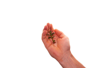 plant in wet palm isolated on white background