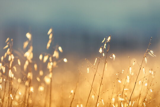 golden grass in the morning in milos