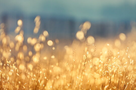 a field of golden grass