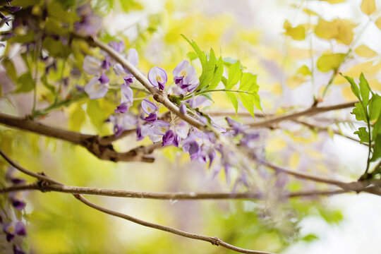 Close-up of Wisteria flower in bloom on the plant