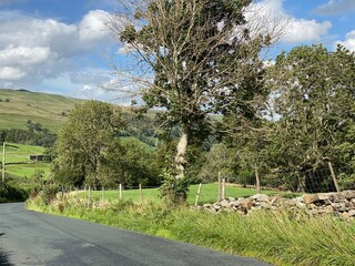 Looking across, Bishopdale Lane, with old trees, fields, meadows, on a sunny day near, West Burton, Leyburn, UK