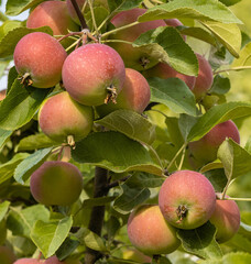 Autumn day. Red apples ripe othe tree.    