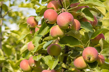 Autumn day. Red apples ripe othe tree.    