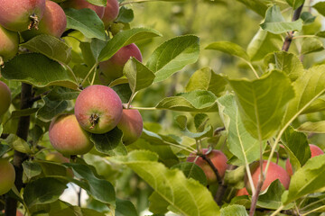 Autumn day. Red apples ripe othe tree.    